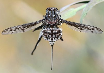 Photo of a long-tongued fly