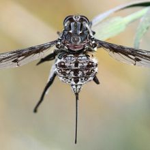 Photo of a long-tongued fly