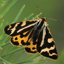 Photo of a tiger moth