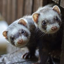 Two ferrets look out of a rectangular hole in a wooden structure.