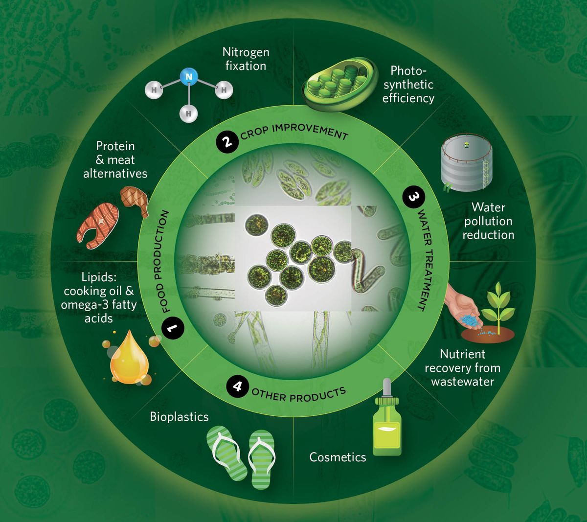 A circular diagram with different types of algae in the center and four different labels in a ring around the circle, which read: food production, crop improvement, water treatment, and other products. In the outer ring, there are images of oil droplets, meat, an ammonia molecule, a chloroplast, a water tower, a plant being fertilized, a cosmetics bottle, and a pair of flip flops.