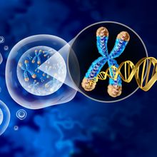 Cartoon of a cell with blue chromosomes and gold telomeres. One chromosome is zoomed in in a callout, and gold DNA is extending out of the telomere.&nbsp;