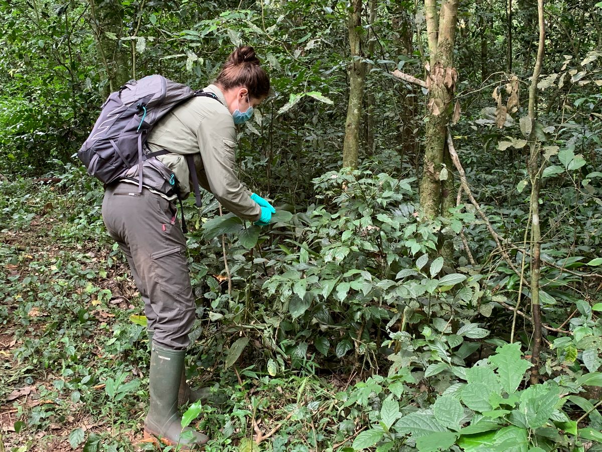 Kristine Bohmann, wearing a mask and gloves, swabs rainforest leaves.