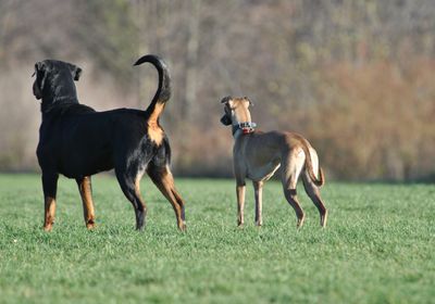 Two dogs stand next to each other. The dog on the left has its tail up, while the dog on the right has its tail lowered.