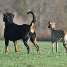 Two dogs stand next to each other. The dog on the left has its tail up, while the dog on the right has its tail lowered.