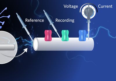 Image of an axon, with a callout box highlighting a portion of the cell membrane. It depicts three different electrodes and ion channels along the membrane.