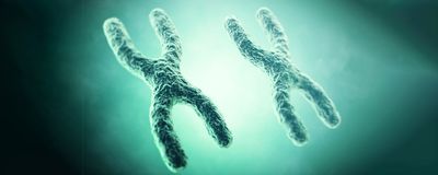 A 3D scientific illustration of two X chromosomes