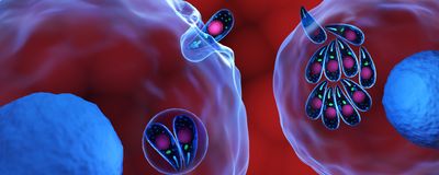 3D illustration of dark, oval parasites invading translucent host cells with blue nuclei.