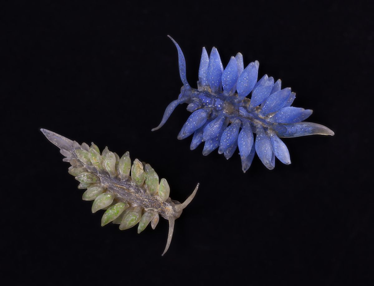 Sea slugs Ercolania siottii (left) and E. uziellii (right) were made of wax or papier-mâché.