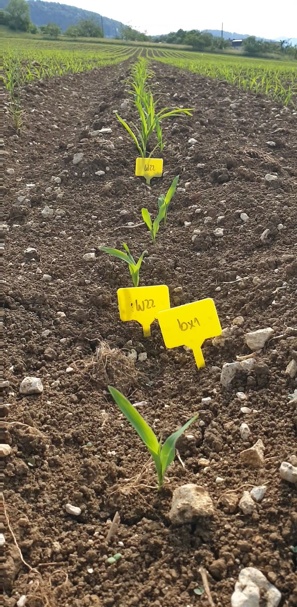 Maize plants growing in a field with yellow tags indicating their genotype.