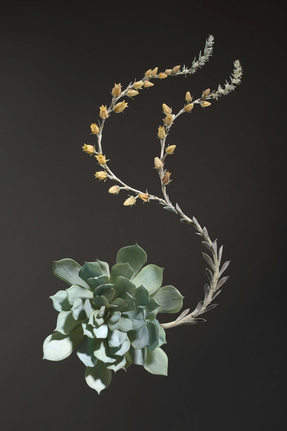 Glass blown and sculpted model of the succulent (Echeveria secunda)