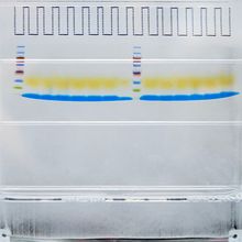 Technique Talk: Straightening Out Messy Western Blots 