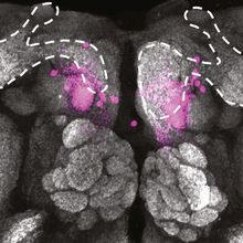 Image of the fly brain (grey) highlighting the population of neurons (pink) to which the gut-secreted peptide CCHa1 signals