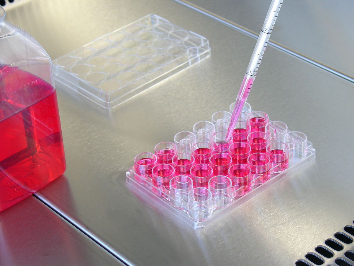 A scientist cultures organoids in a multi-well plate filled with red cell culture media