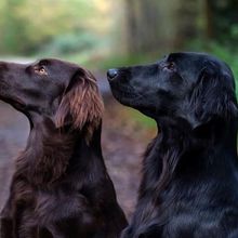 Brown and black flat-coated retrievers sit on a path in the woods.