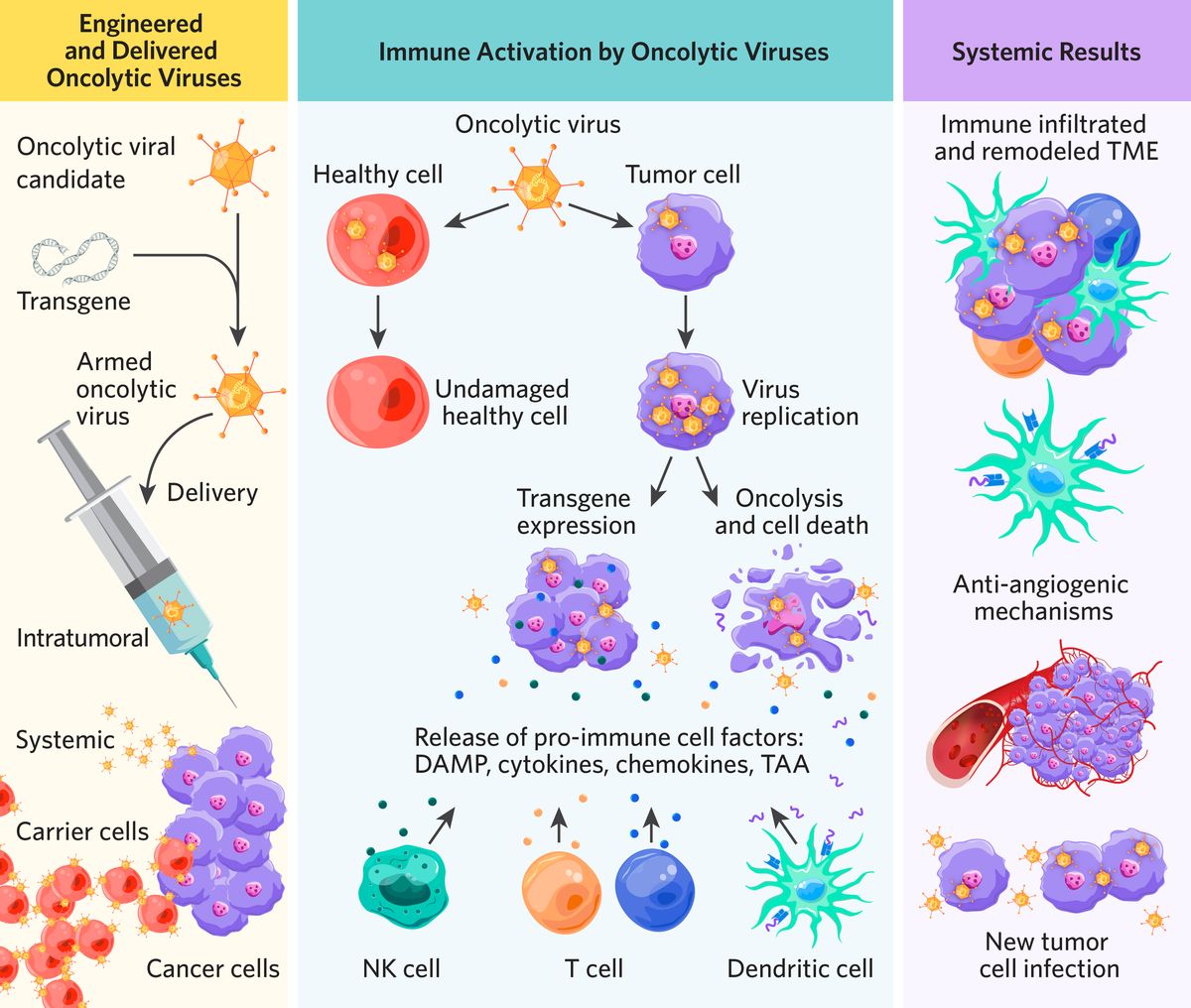 Oncolytic virotherapy figure with three sections. The first depicts the insertion of transgenes into an oncolytic viral candidate and then clinical delivery intratumorally, systemically, or via carrier cells. The second depicts the viral transfection of healthy cells and tumor cells. Healthy cell transfection causes little or no damage, while tumor cells suffer oncolysis or express transgenes after transfection, leading to immune cell activation. The third presents systemic results of oncolytic virotherapy including immune infiltration and remodeled TME, adaptive immunity, anti-angiogenic mechanisms, and the transfection of new tumor cells.