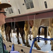 A man at the cow farm.