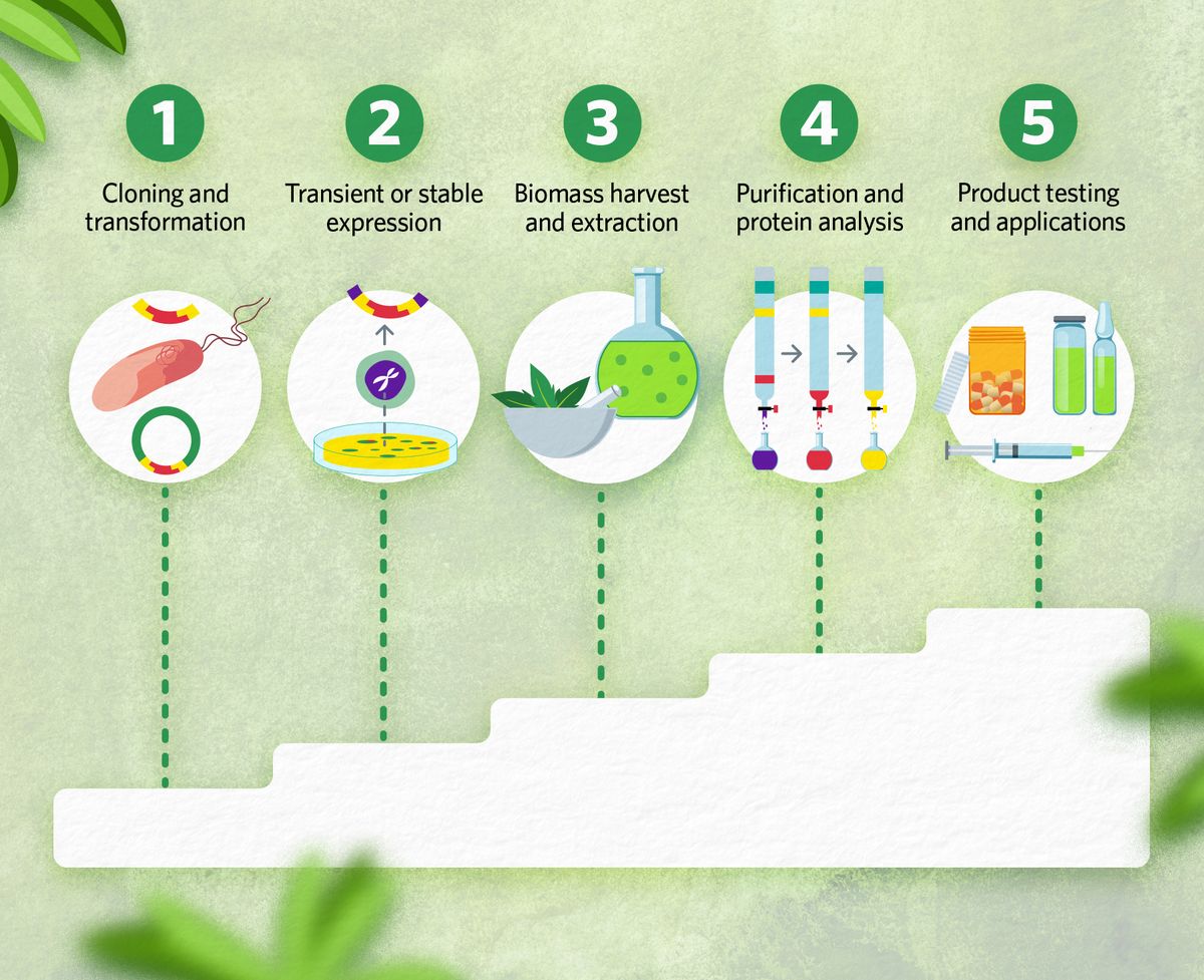 Molecular farming steps: cloning and transformation, transient or stable expression, biomass harvest and extraction, purification and protein analysis, and product testing and applications.