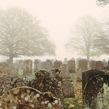 Rows of old, microbe-covered headstones in a misty graveyard with two leafless trees in the background.