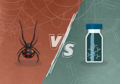 Researchers found human antibody candidates that neutralize the toxin of European black widow venom.