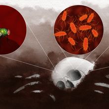 A skull is seen on the forest floor; above it, magnified and in circles, are a blow fly, bacteria, and a carrion beetle.