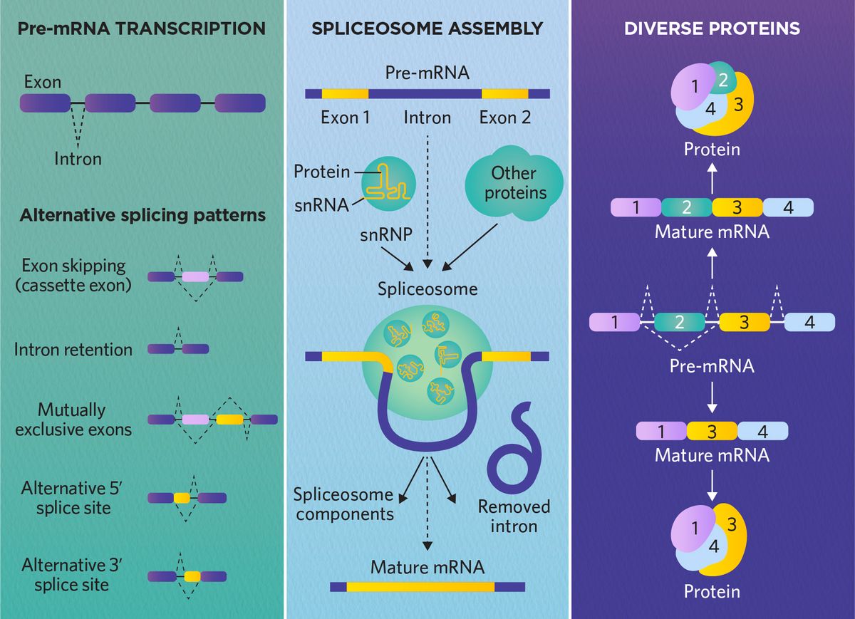 From left to right, the figure outlines key elements of posttranscriptional pre-mRNA splicing: an RNA transcript (pre-mRNA) displaying introns and exons, and six common splicing variations (constitutive, mutually exclusive, exon skipping or cassette exon, alternative 3-prime, alternative 5-prime, and intron retention); the spliceosome complex and various regulatory proteins encompass the pre-mRNA and excise the individual introns; and examples of mRNA before and after constitutive or alternative splicing, followed by the resulting protein products with different sections colored to represent their pre-mRNA origins.