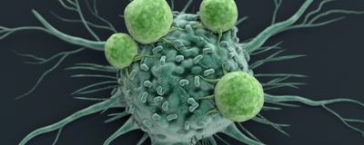 An illustration of a single cancer cell (in seafoam green) with four white blood cells (in green) attached to it.