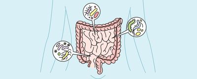 Image of the small intestines and colon within a person with three circular callouts, highlighting different microbes.