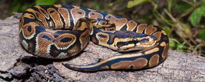 The image shows a ball python curled up on top of a tree trunk in the wild.