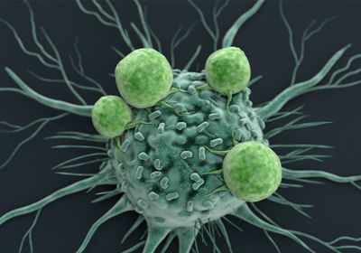 An illustration of a single cancer cell (in seafoam green) with four white blood cells (in green) attached to it.