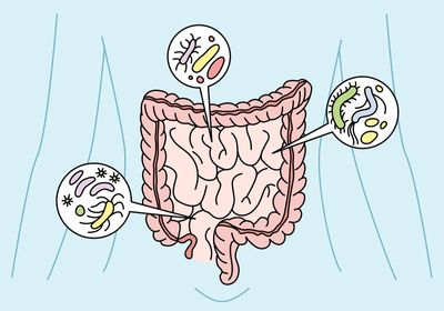 Image of the small intestines and colon within a person with three circular callouts, highlighting different microbes.&nbsp;