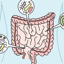 Image of the small intestines and colon within a person with three circular callouts, highlighting different microbes.&nbsp;