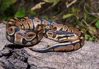 The image shows a ball python curled up on top of a tree trunk in the wild.