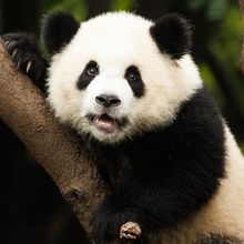 A giant panda sitting on a tree.