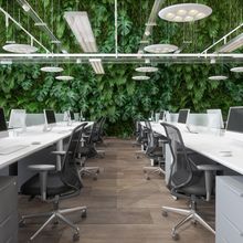 Modern open plan office with white desks, computers, and chairs in the foreground and a vertical plant wall in the background.