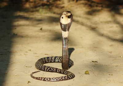 Image of the monocled cobra, a venomous cobra species.