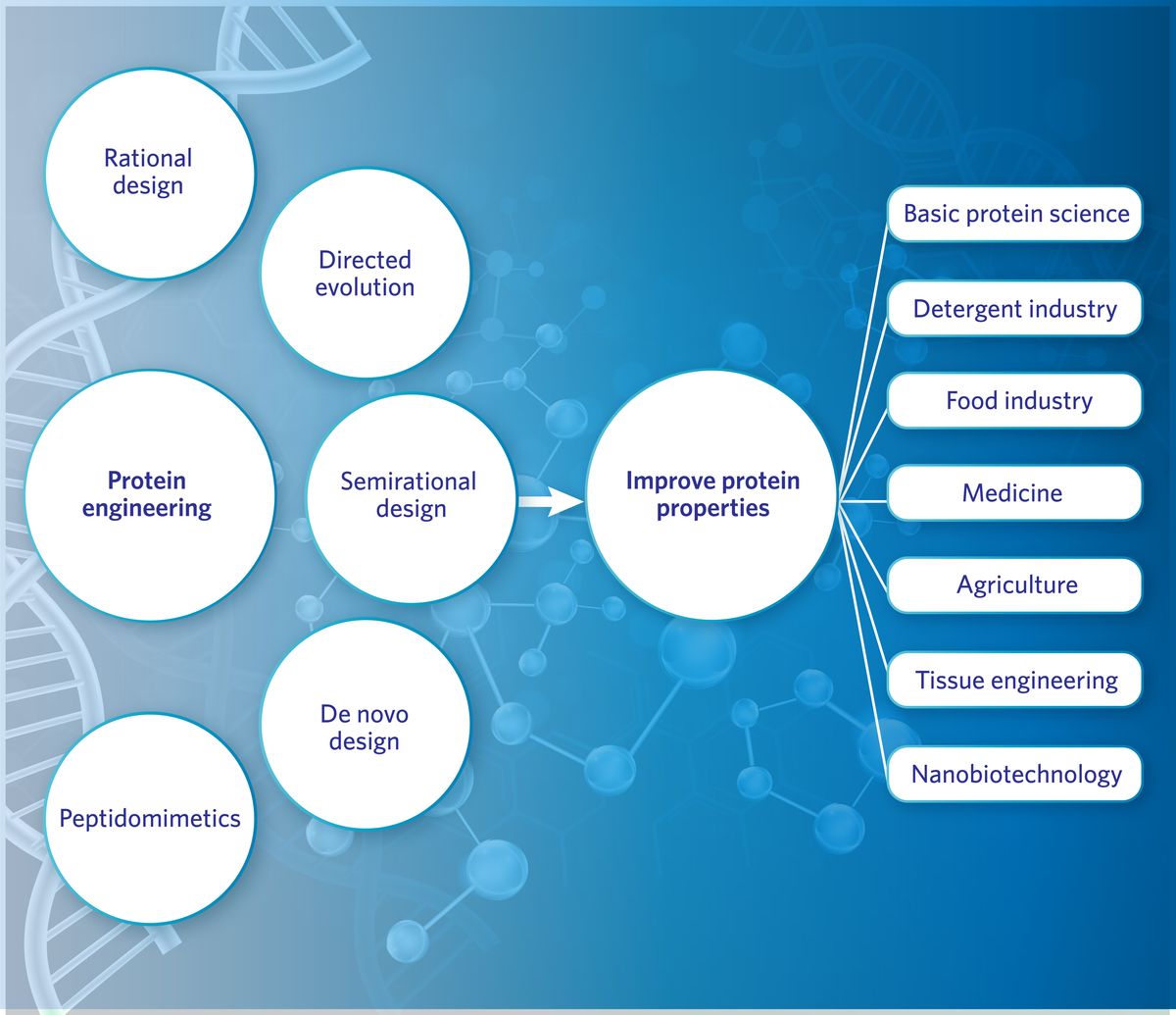 Protein engineering strategies (rational design, directed evolution, semirational design, de novo design, and peptidomimetics) yield improved protein properties for different applications, including basic protein research, detergent and food industries, medicine, agriculture, tissue engineering, and nanotechnology.