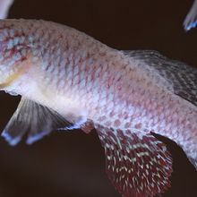 An African killifish&nbsp;