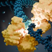 3D illustration of a yellow DNA polymerase binding to a blue strand of DNA.