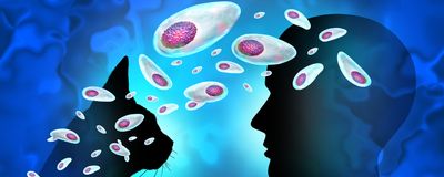 A cat head and human head are seen in profile against a blue background, white and purple Toxoplasma parasites pass between them.