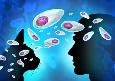 A cat head and human head are seen in profile against a blue background, white and purple Toxoplasma parasites pass between them.