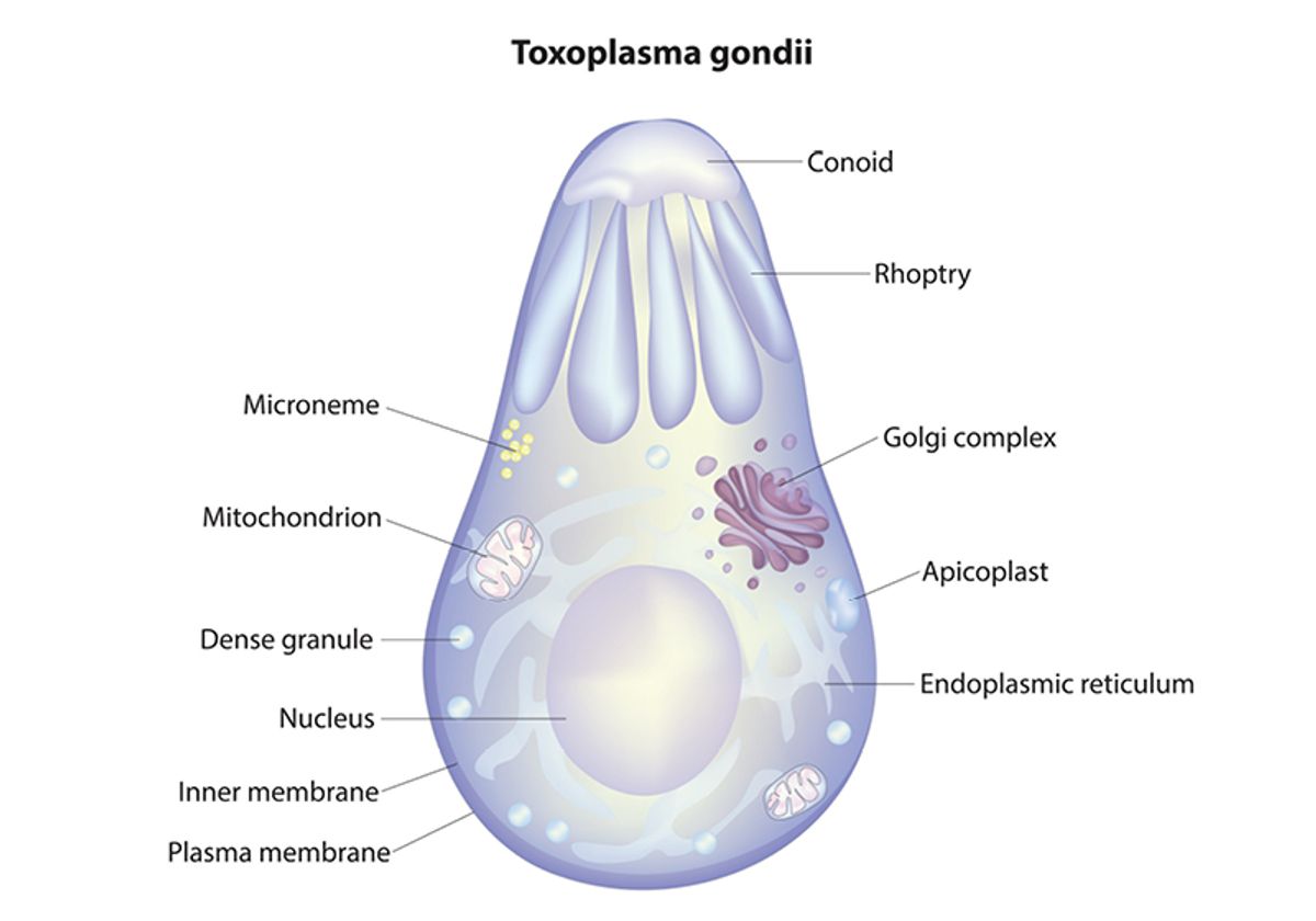 A diagram of Toxoplasma gondii with several organelles labeled. 