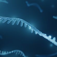 Illustration of a small microRNA in blue with additional microRNAs in the background.&nbsp;