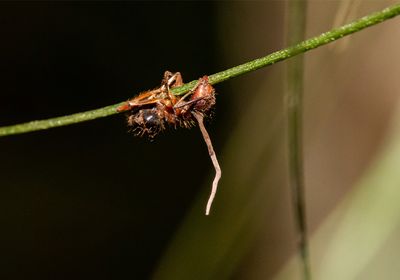 A reddish brown ant with a whitish fungal stalk growing out of it.