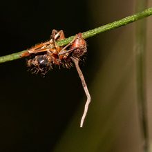 A reddish brown ant with a whitish fungal stalk growing out of it.