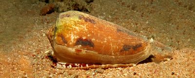 Image of a cone snail, Conus geographus underwater.