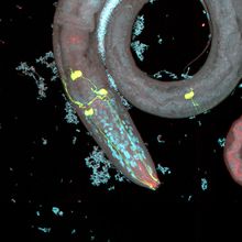 Image of Caenorhabditis elegans against a black background.