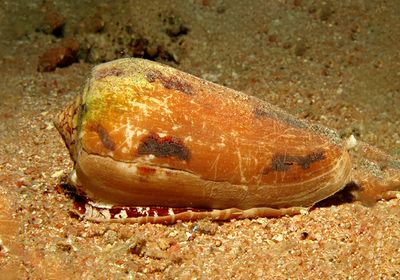 Image of a cone snail, Conus geographus underwater.