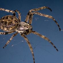 The Swedish bridge spider on a web over a blue background.