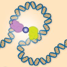 A pink and yellow protein held together by a gray circle pull a piece of blue DNA into a loop.